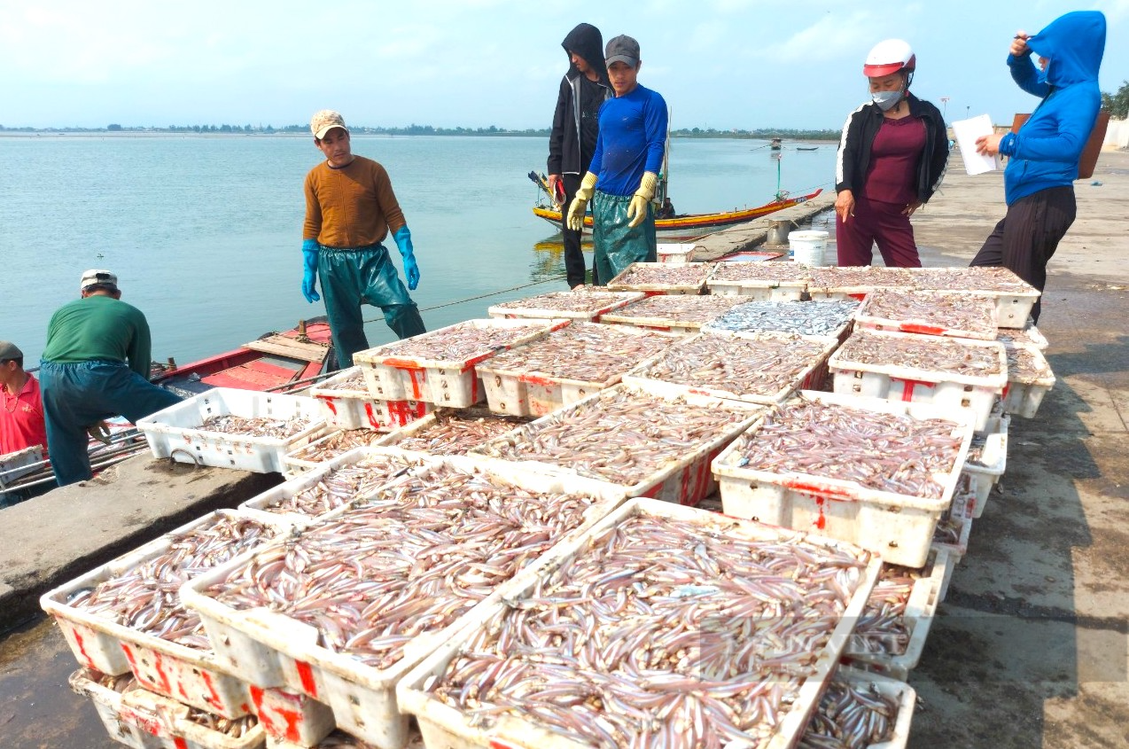 Ngư dân Hà Tĩnh cứ ra biển giăng lưới là trúng đậm mẻ lớn cá có hình dáng nhỏ nhắn, thu về nửa trăm triệu - Ảnh 5.