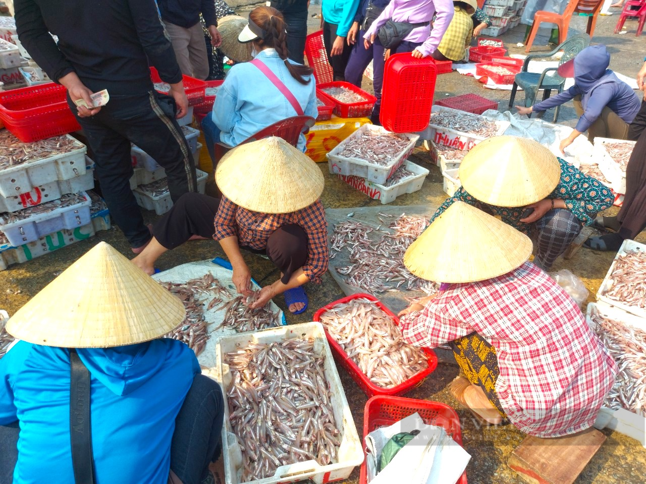 Ngư dân Hà Tĩnh cứ ra biển giăng lưới là trúng đậm mẻ lớn cá có hình dáng nhỏ nhắn, thu về nửa trăm triệu - Ảnh 6.