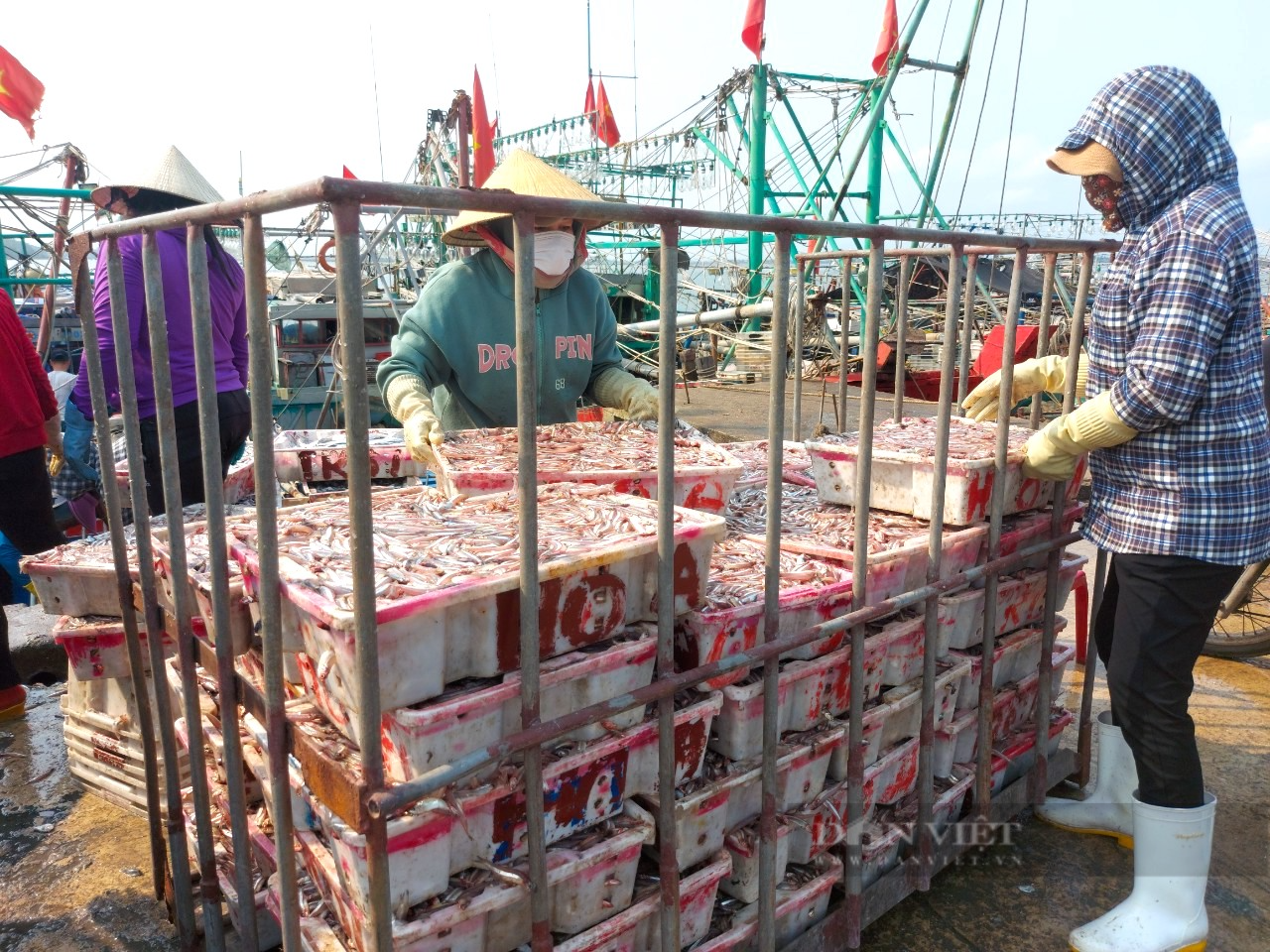 Ngư dân Hà Tĩnh cứ ra biển giăng lưới là trúng đậm mẻ lớn cá có hình dáng nhỏ nhắn, thu về nửa trăm triệu - Ảnh 7.