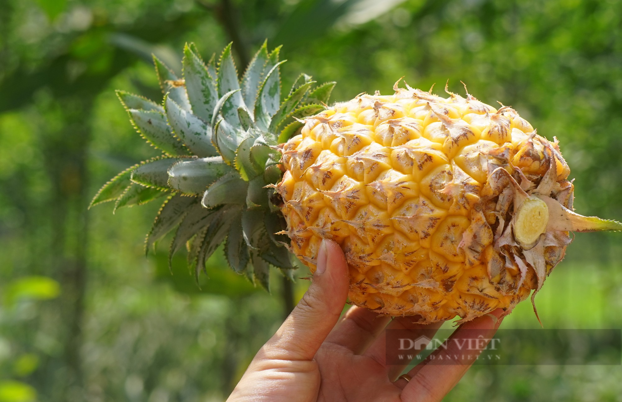 Huyện này ở Nghệ An trồng bạt ngàn thứ quả thơm lừng, vào chính vụ giá nhích dần, nông dân phấn khởi - Ảnh 5.