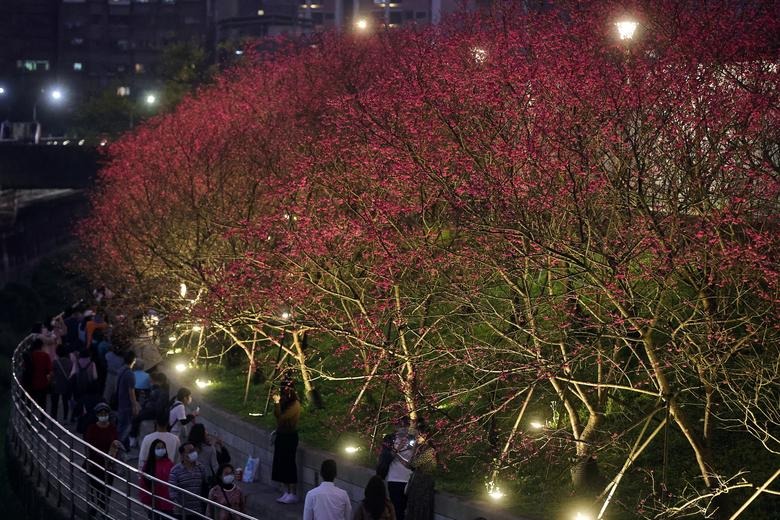 Hoa anh đào đẹp mê hồn ở khắp nơi trên thế giới - Ảnh 12.