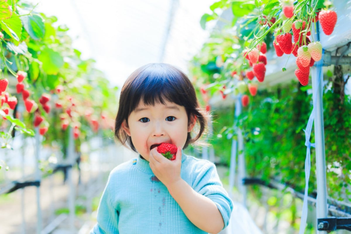 Dâu tây ngon nhưng ăn nhiều có tốt không? - Ảnh 1. Dâu tây ngon nhưng ăn nhiều có tốt không? - Ảnh 1.