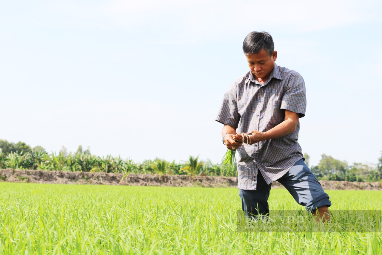 Nông dân trồng lúa vùng ĐBSCL khó đạt lợi nhuận 100% - Ảnh 1.