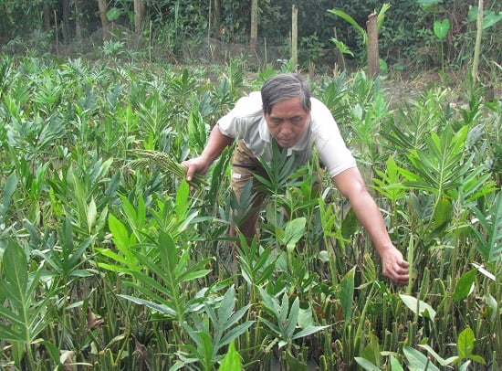 Thứ rau móp Tây Ninh xưa nhà nghèo ăn đỡ đói, nay bị săn lùng, cắt gốc, nhổ cây làm thuốc - Ảnh 1.