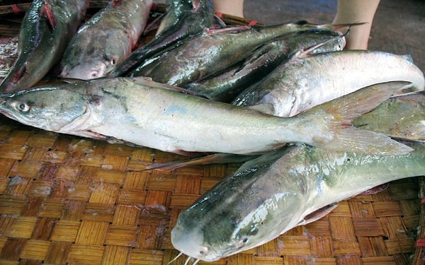 Món ngon ''bỏ xó'' - đặc sản bình dân - Ảnh 1.
