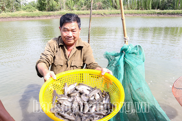 Nuôi thứ cá đặc sản này trong ao tôm, nông dân Sóc Trăng bất ngờ là con nào cũng &quot;vui, khỏe&quot; - Ảnh 1.