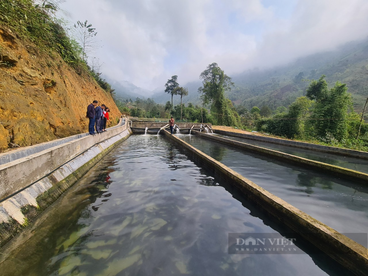 Anh nông dân người Dao thu tiền tỷ nhờ mang loài cá “hình tầu ngầm” nuôi trên đỉnh Tây Côn Lĩnh - Ảnh 2.
