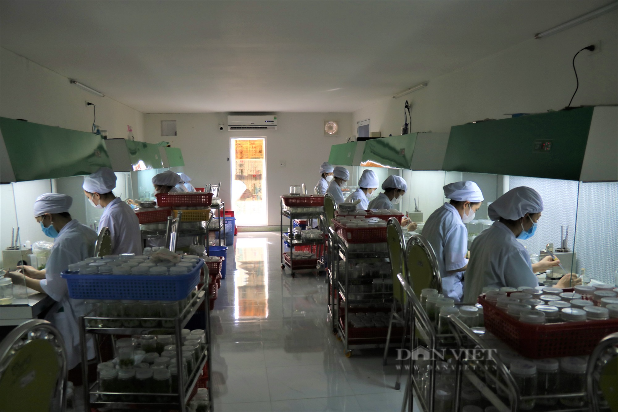 “Mục sở thị” cơ sở nuôi cấy mô giống cây trồng ở Gia Lai - Ảnh 1.