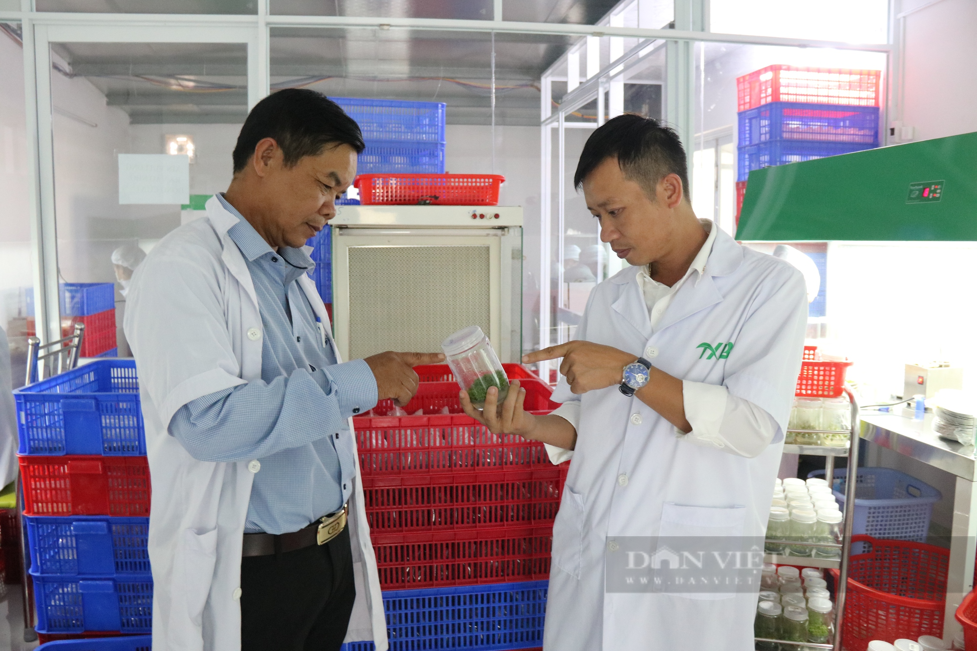 “Mục sở thị” cơ sở nuôi cấy mô giống cây trồng ở Gia Lai - Ảnh 7.