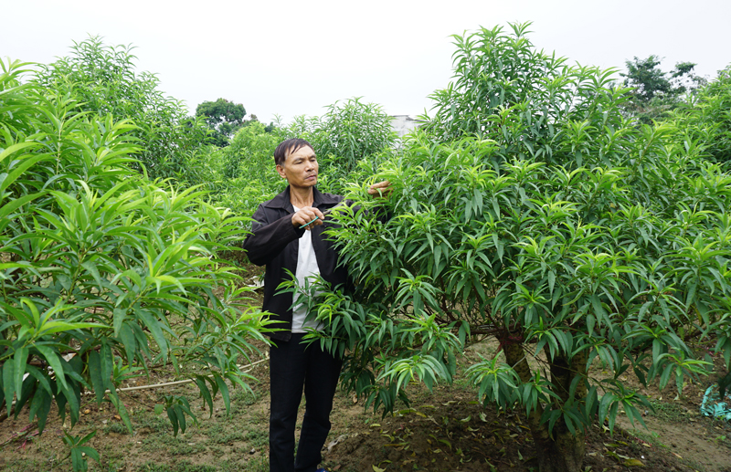 Trồng đào cảnh, nuôi bò vỗ béo, nông dân Cam Giá ở TP Thái Nguyên thi đua sản xuất kinh doanh giỏi - Ảnh 1.