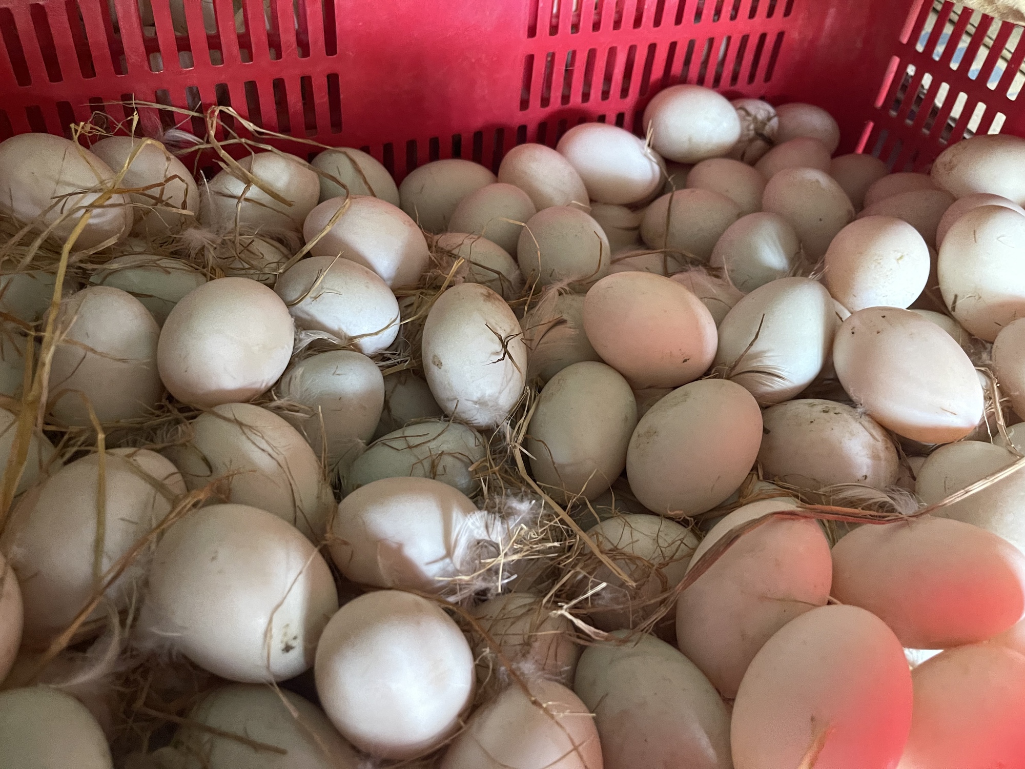 Chủ tịch Hiệp hội chăn nuôi Đồng Nai gửi tâm thư đến Ngân hàng Nhà nước xin hỗ trợ khẩn cấp cho ngành chăn nuôi - Ảnh 3.