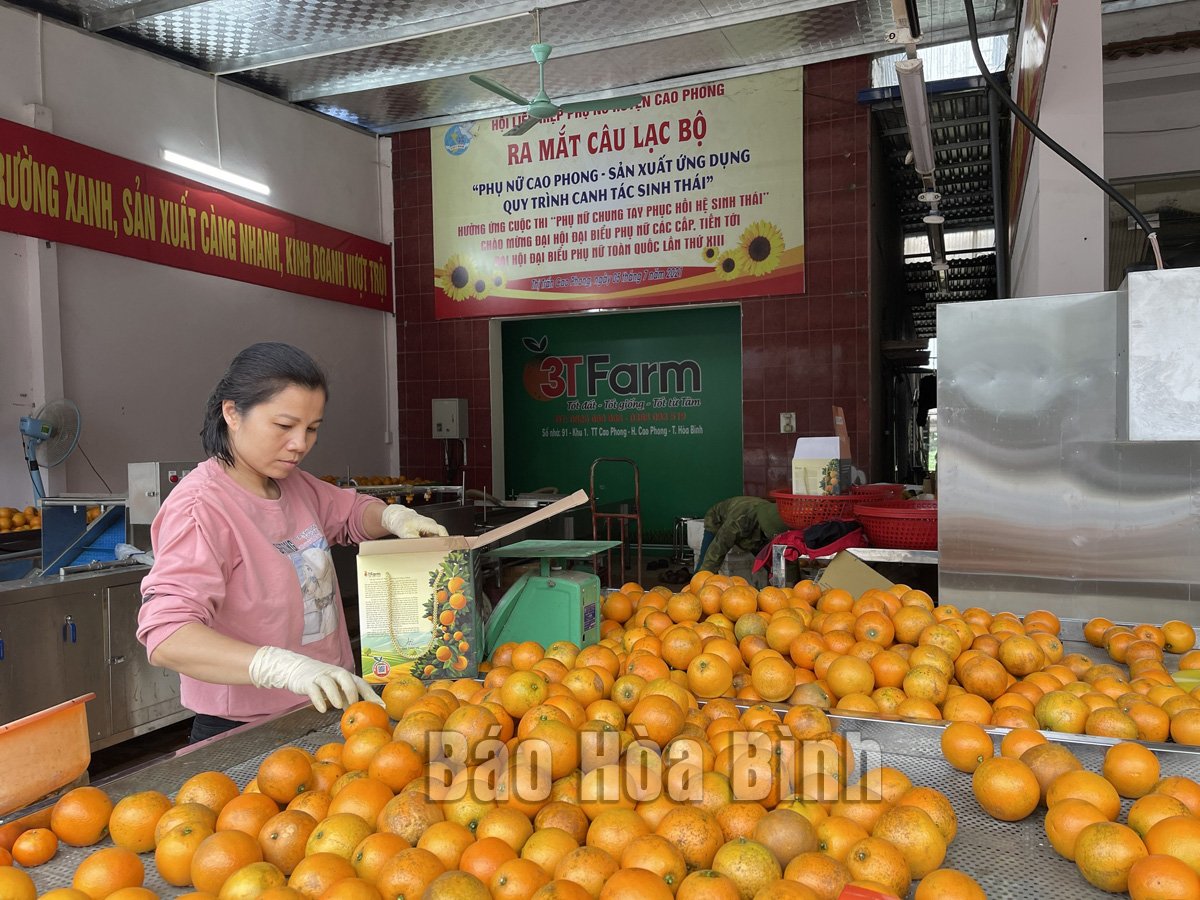 Hàng tấn cam Cao Phong của Hòa Bình vừa xuất khẩu sang Anh quốc là trồng theo tiêu chuẩn nào? - Ảnh 2.