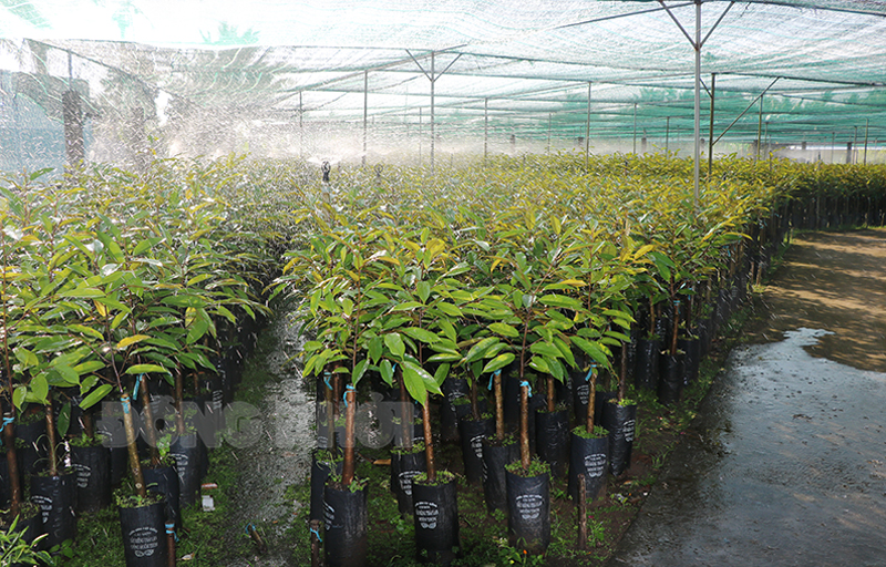 Bến Tre: Dân đổ xô mua, 2 loại cây giống này tăng giá vùn vụt chả kém gì trái sầu riêng nghịch vụ - Ảnh 1.