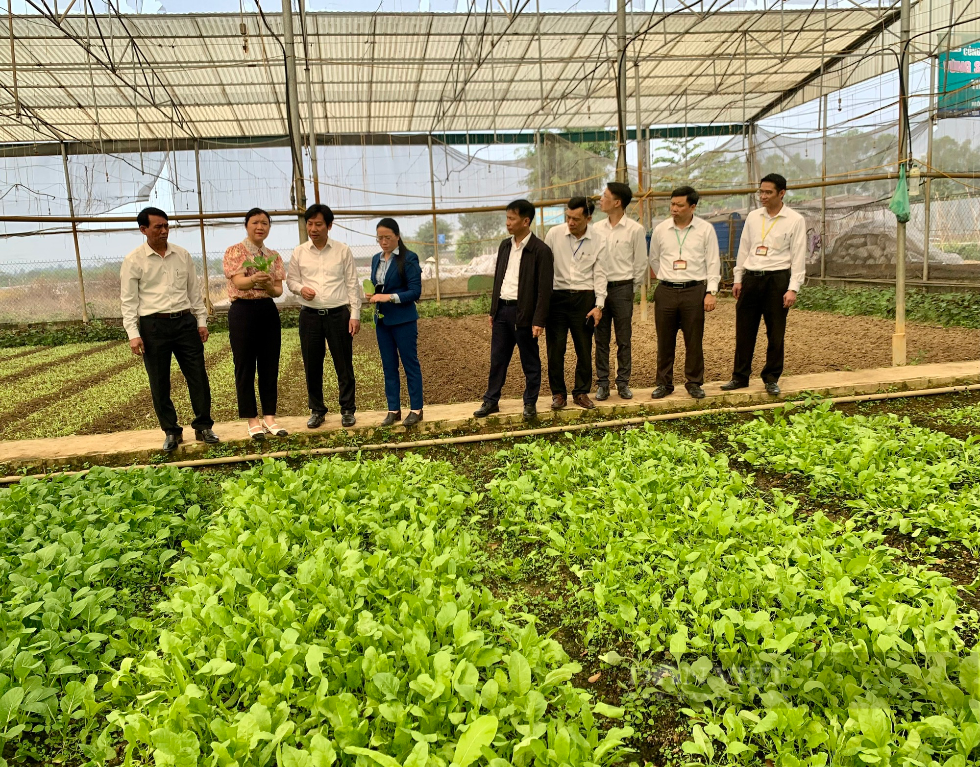 Một xã ở Hà Nội không có hộ nghèo, nhiều hộ xây được biệt thự nhờ phát triển mô hình này - Ảnh 3.