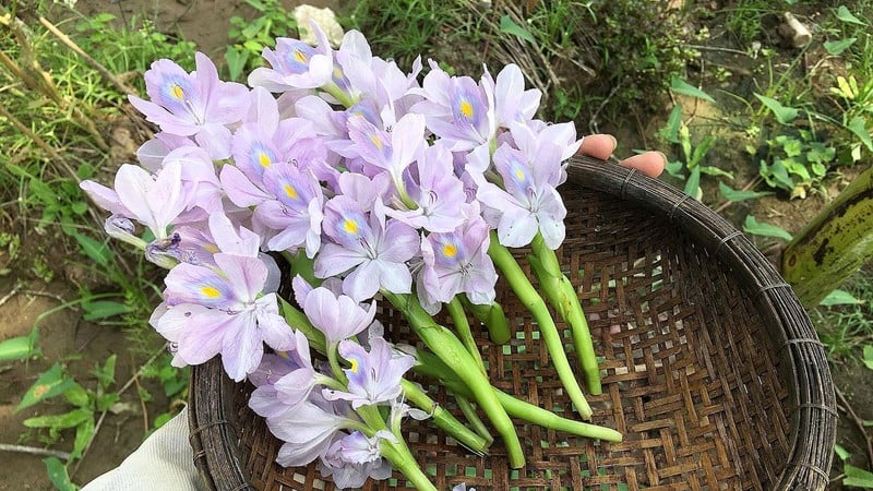 Loại rau lạ nhưng không mới xưa chỉ cho lợn ăn giờ thành đặc sản gây nghiện, món sang khó kiếm - Ảnh 3.