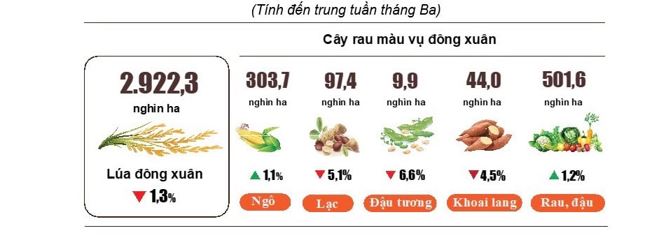 Tháng 3, giá cá tra duy trì ở mức cao, sản lượng thu hoạch đạt 128,6 nghìn tấn, tăng 2,5% - Ảnh 1.