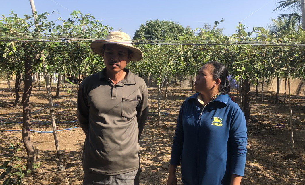 Nữ nông dân người Chăm trồng táo, nuôi gà thả vườn thu nhập “khủng”, rủ người khác cùng nhau làm giàu - Ảnh 4.