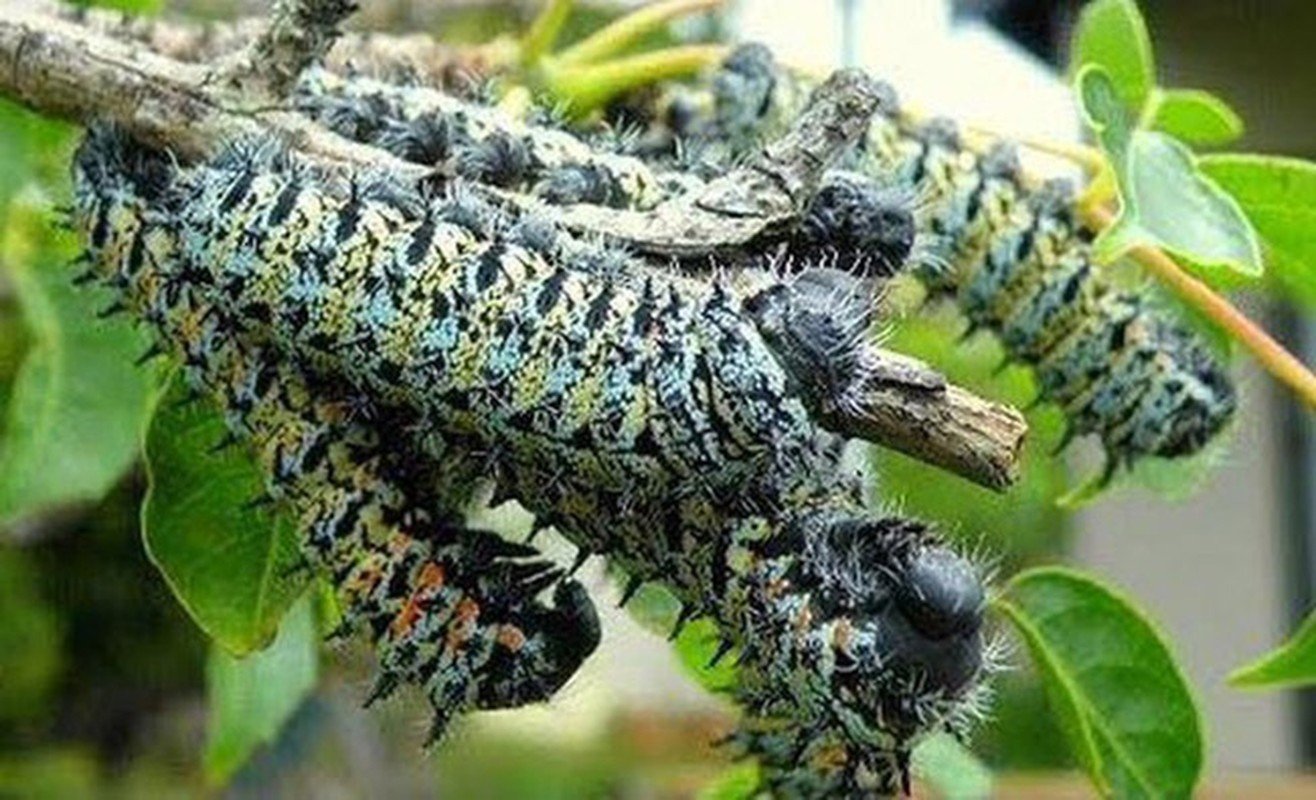 3 loại đặc sản nhìn đã thấy &quot;hết hồn&quot; nhưng có giá đắt hơn tôm hùm, chỉ giới nhà giàu mới có thể thưởng thức - Ảnh 1.