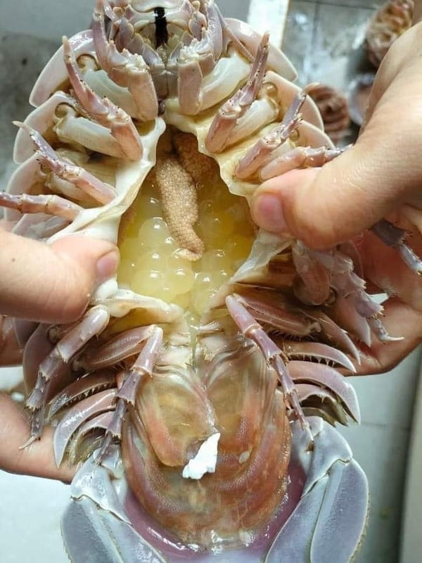 3 loại đặc sản nhìn đã thấy &quot;hết hồn&quot; nhưng có giá đắt hơn tôm hùm, chỉ giới nhà giàu mới có thể thưởng thức - Ảnh 12.