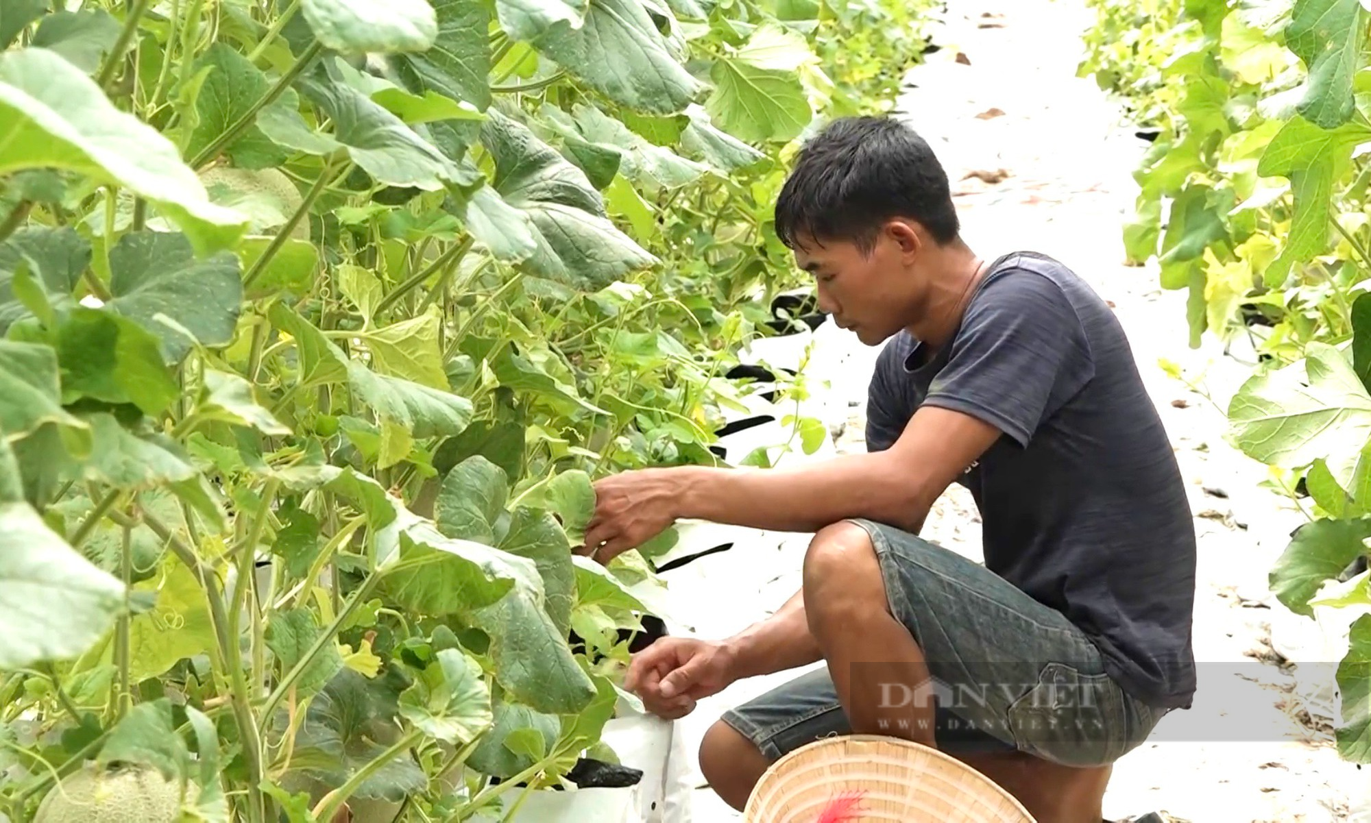 Quảng Bình: 9X bỏ việc nhà nước về trồng dưới lưới công nghệ cao trong nhà màng, đút túi hàng trăm triệu mỗi năm - Ảnh 2.