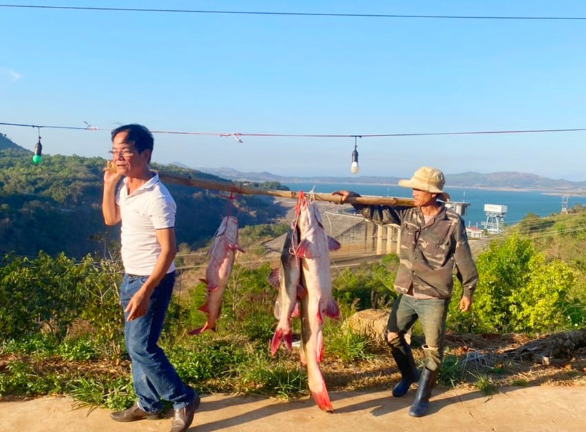 Gia Lai: Bắt được cá lăng đuôi đỏ khủng dài hơn 1,5 mét nặng tới 20kg trên sông Sê San - Ảnh 1.