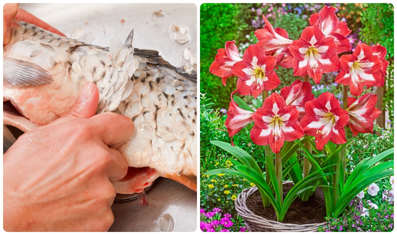 Đem thứ rác thải, thứ bỏ đi này ngâm với nước thành luôn &quot;báu vật&quot; trồng cây cảnh - Ảnh 2.