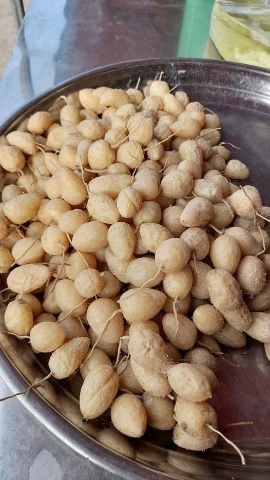 Đây là loại củ ngon, dễ ăn, bổ dưỡng, nhiều vitamin, tác dụng chống oxy hóa, tới mùa nhổ lên thích mắt - Ảnh 1.
