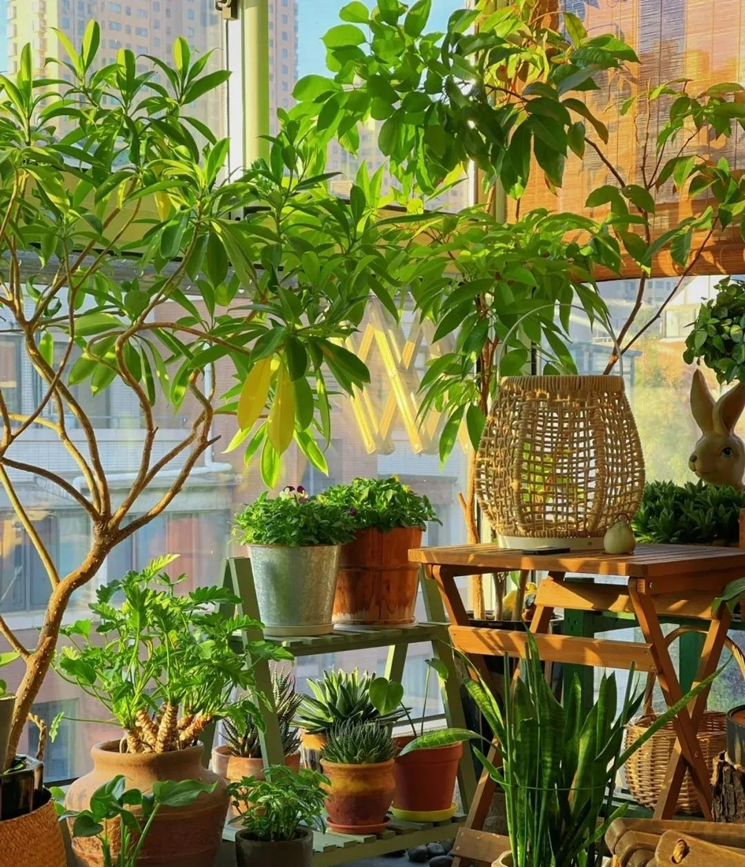 5 cây cảnh vượng tài, phú quý nhìn xấu xí nhưng lại là &quot;vật cưng&quot; nhà giàu ưa thích - Ảnh 1.