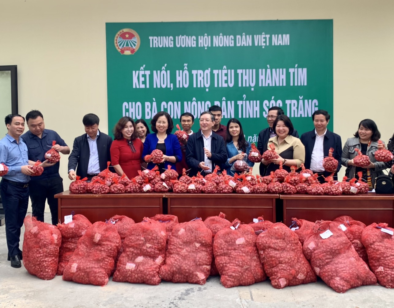 Hội Nông dân Việt Nam kết nối, hỗ trợ tiêu thụ hành tím cho bà con nông dân tỉnh Sóc Trăng - Ảnh 1.