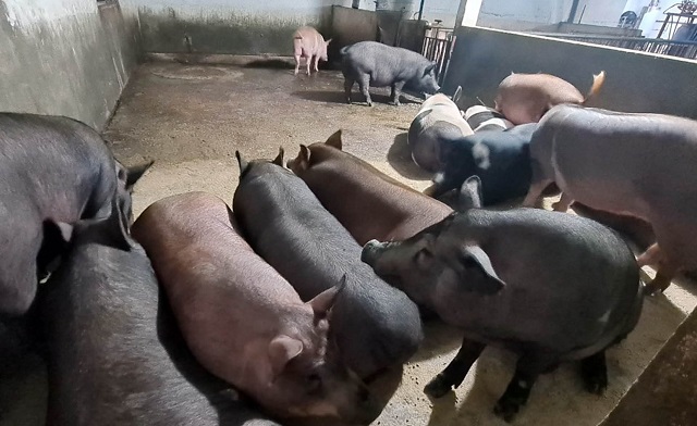 Nuôi toàn giống lợn lạ, cho ăn thêm thảo dược ở Bắc Giang, thịt ra là bán hết sạch, một HTX thu 25 tỷ - Ảnh 2.
