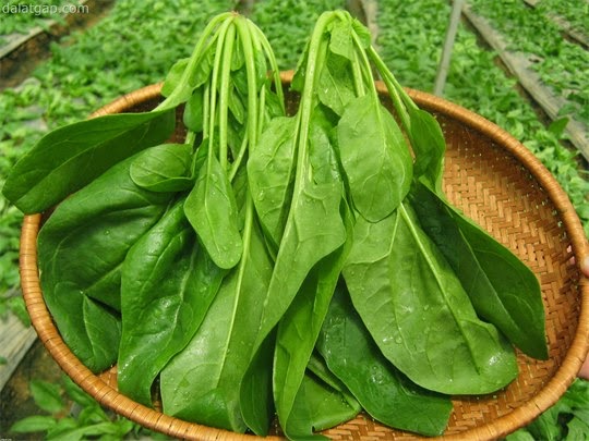 Loại rau được mệnh danh là &quot;siêu tăng lực&quot;, tưởng khó trồng mà lại dễ bất ngờ, cả nhà quanh năm có rau sạch ăn - Ảnh 2.