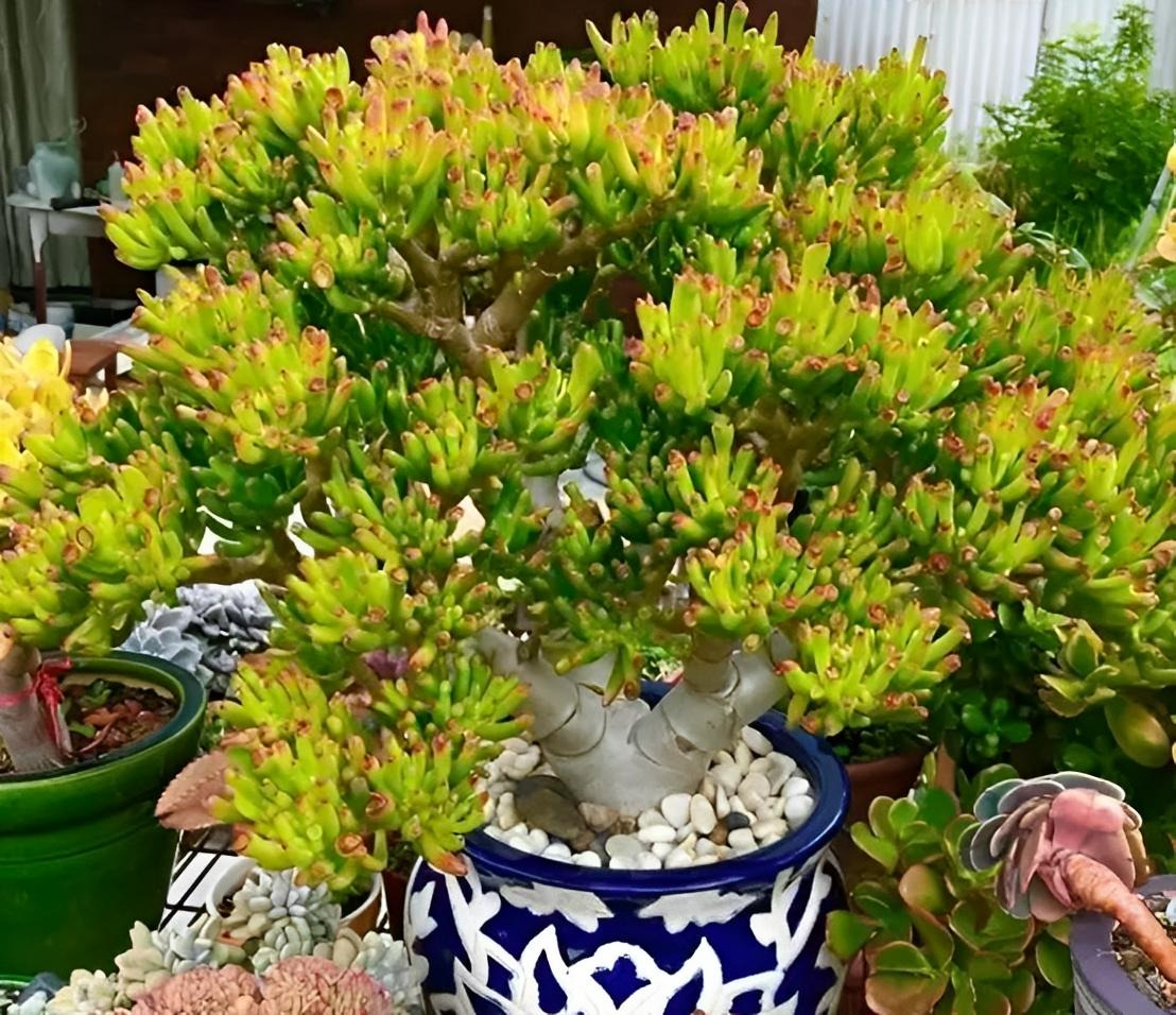 5 cây cảnh vượng tài, phú quý nhìn xấu xí nhưng lại là &quot;vật cưng&quot; nhà giàu ưa thích - Ảnh 7.