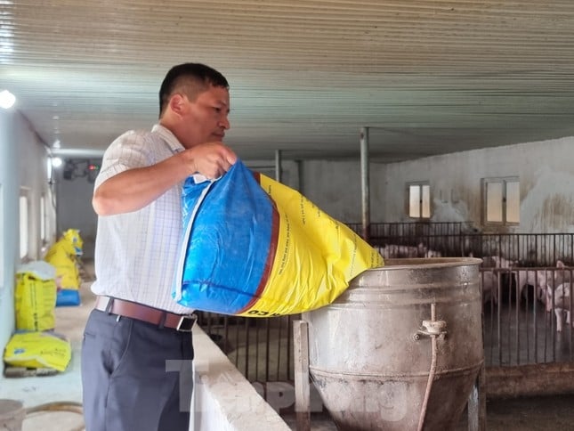 Cám cảnh hơn 2 triệu hộ chăn nuôi 'treo' chuồng trước 'bão' giá - Ảnh 1. Cám cảnh hơn 2 triệu hộ chăn nuôi 'treo' chuồng trước 'bão' giá - Ảnh 1.