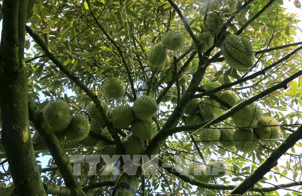 Sầu riêng mang kì vọng cho xuất khẩu trái cây Việt Nam - Ảnh 2.