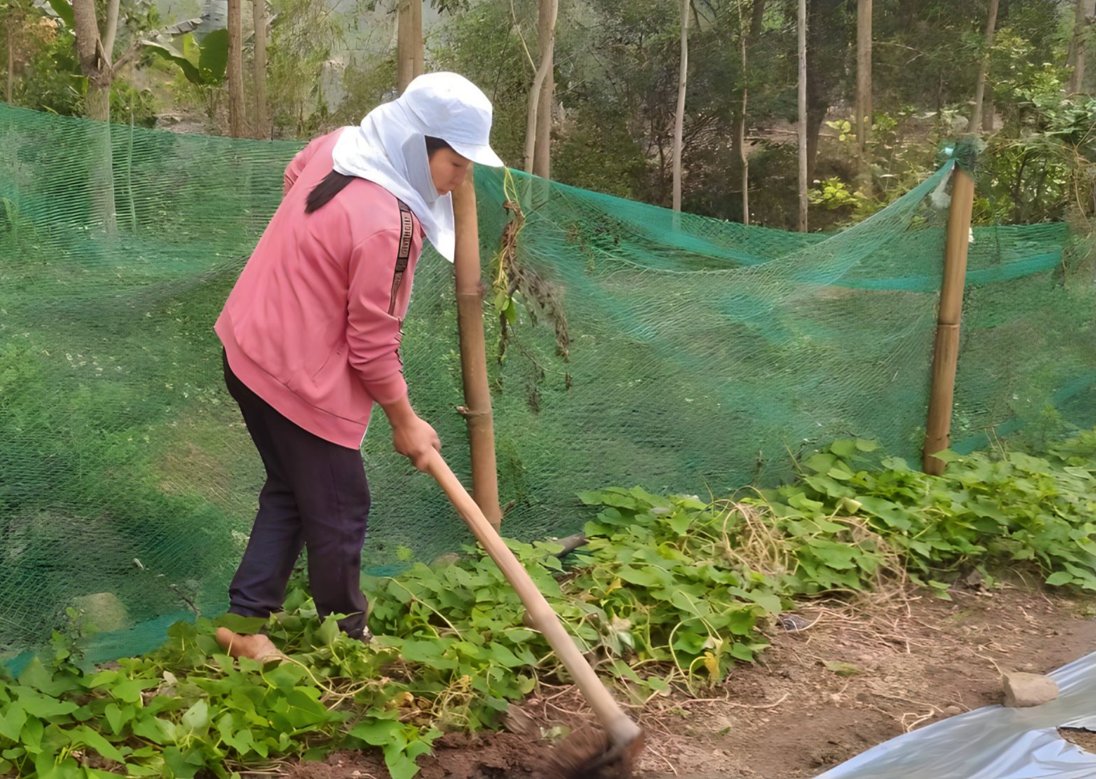 Người bà mắc bệnh ung thư phải gồng gánh nuôi cả gia đình - Ảnh 2.