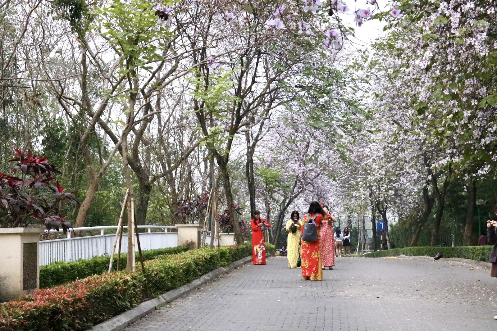 Người dân đổ xô 'check in' trên con đường hoa ban tím tuyệt đẹp trong khu đô thị nhà giàu - Ảnh 10.