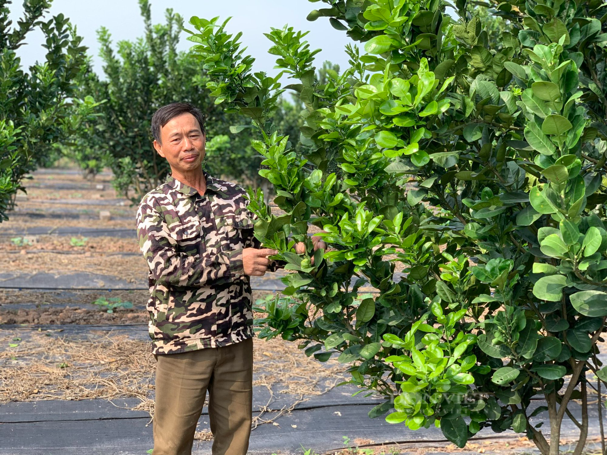Đưa cây trồng mới, tìm mô hình mới, nông dân Hà Nam năng động làm giàu - Ảnh 4.