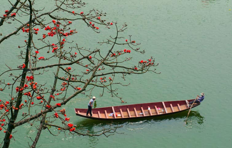 Kể chuyện làng: Hoa gạo làng tôi - Ảnh 3.