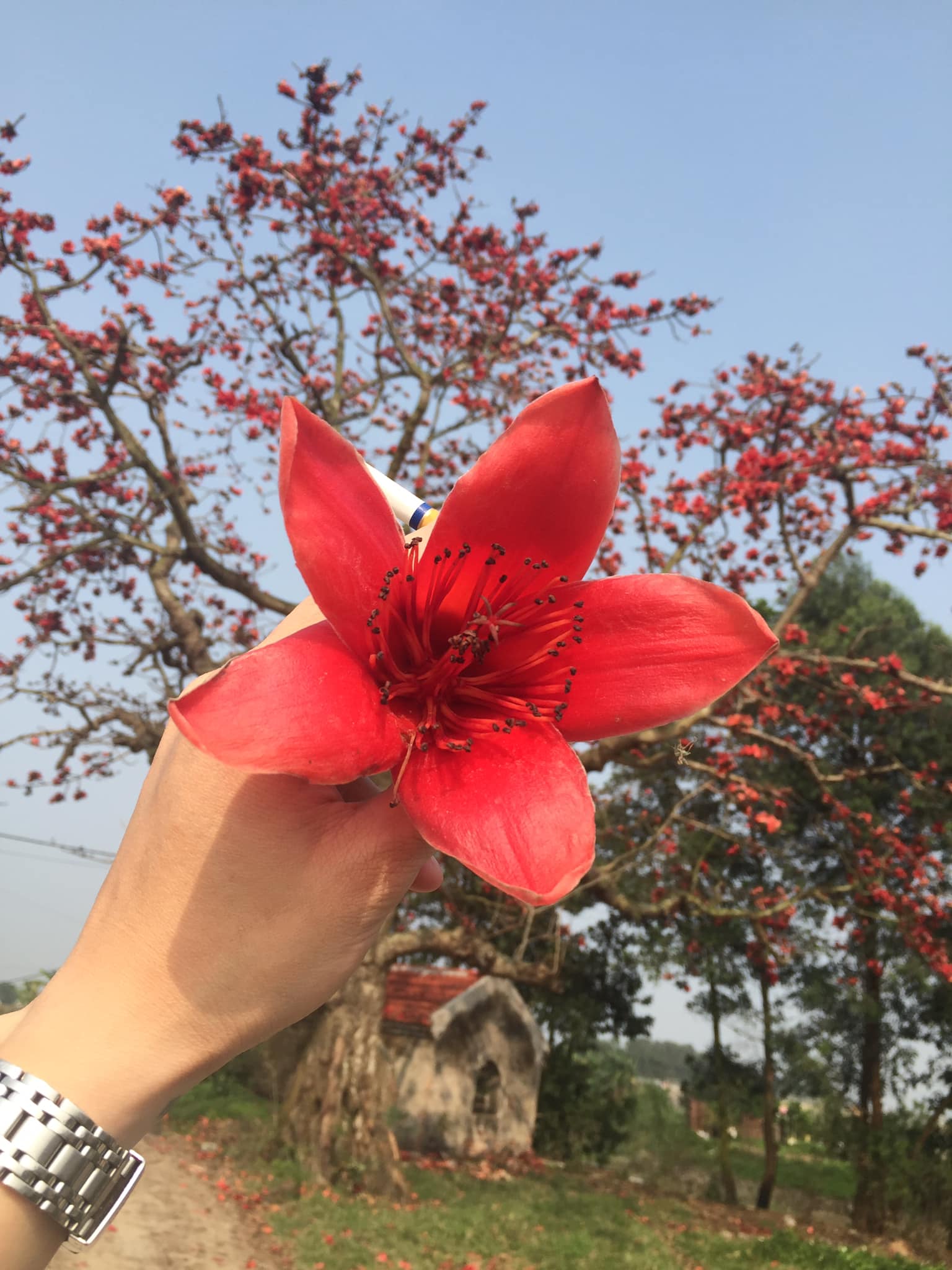 Kể chuyện làng: Hoa gạo làng tôi - Ảnh 2.
