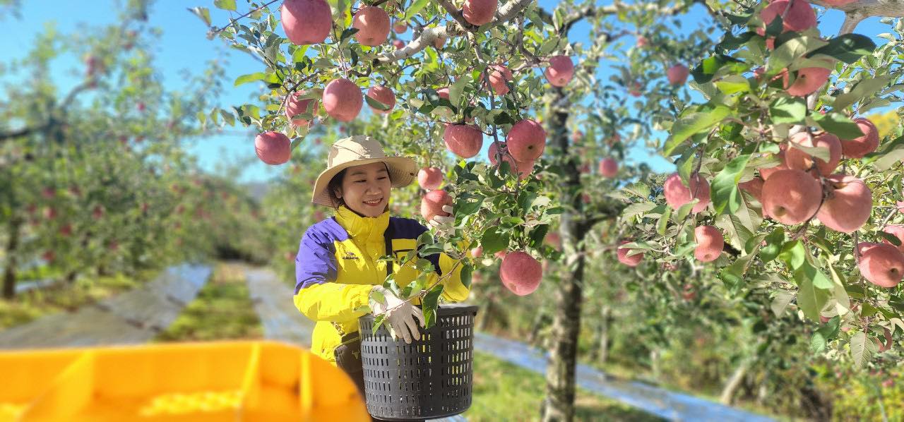 Cô dâu Việt lấy chồng Hàn Quốc 'làm giàu' nhờ 'quanh năm bán mặt cho đất bán lưng cho trời' - Ảnh 1.