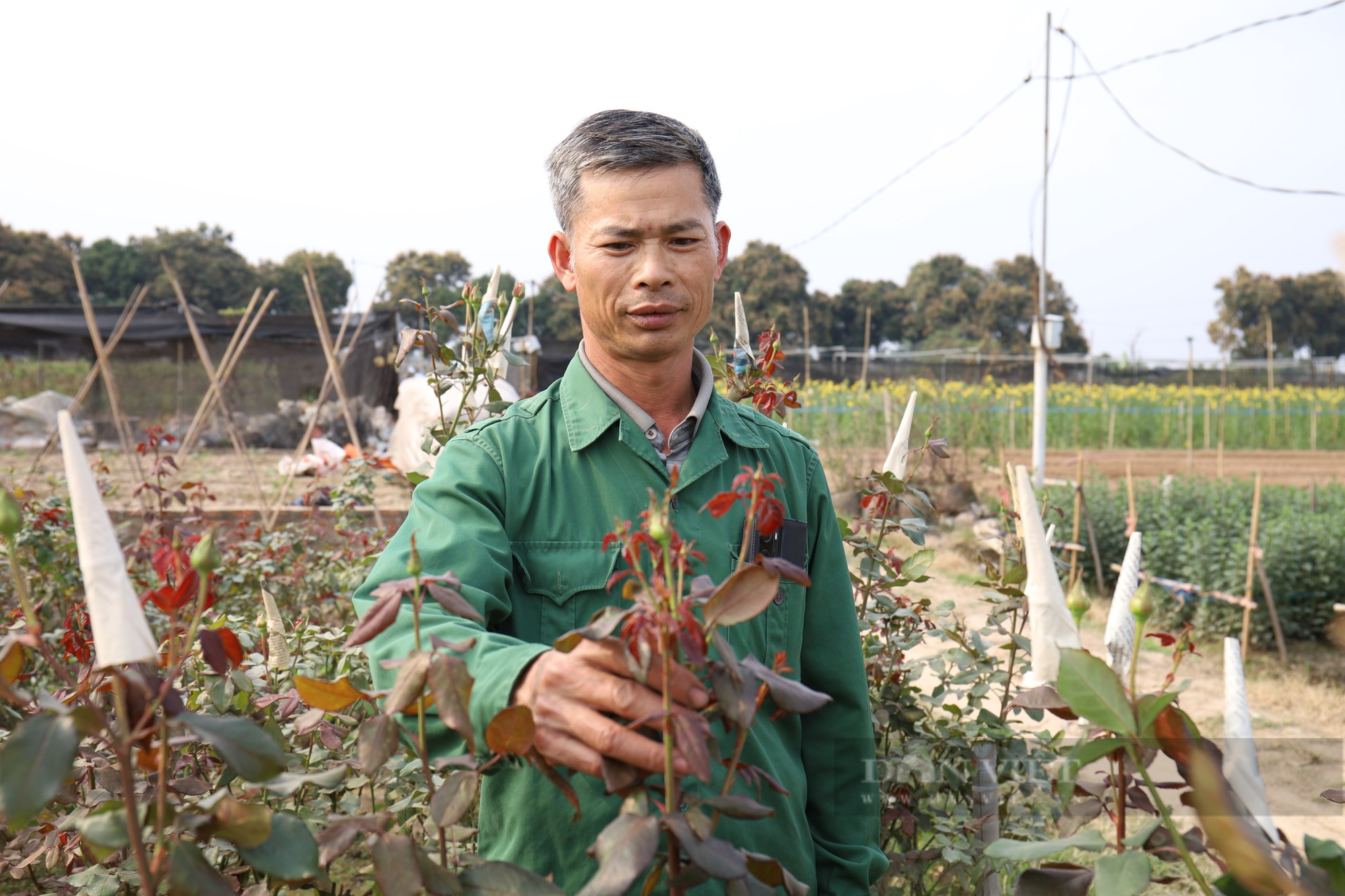 Bà con phấn khởi khi giá hoa tại vườn tăng trong dịp 8/3 - Ảnh 4.