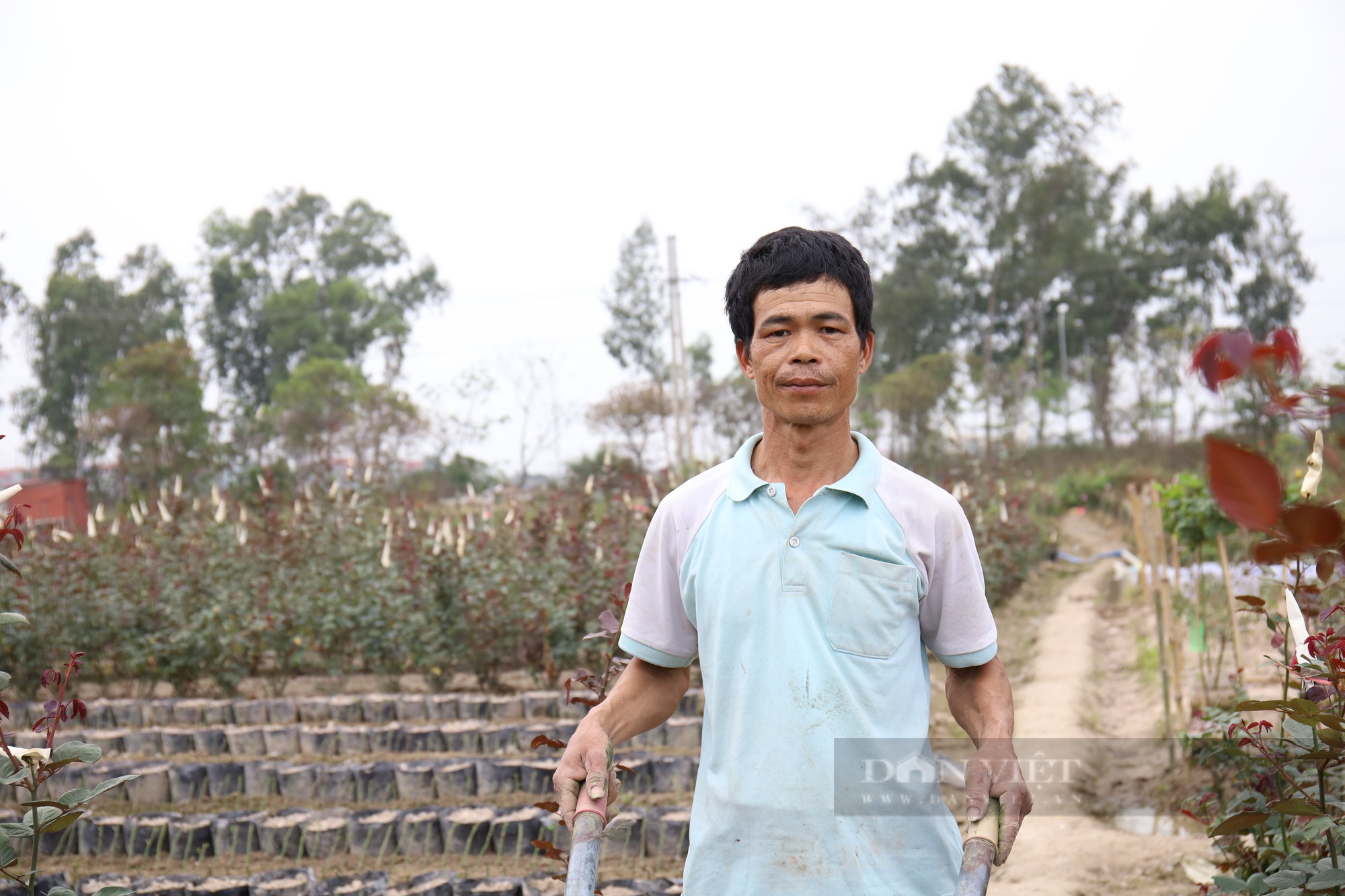 Bà con phấn khởi khi giá hoa tại vườn tăng trong dịp 8/3 - Ảnh 9.