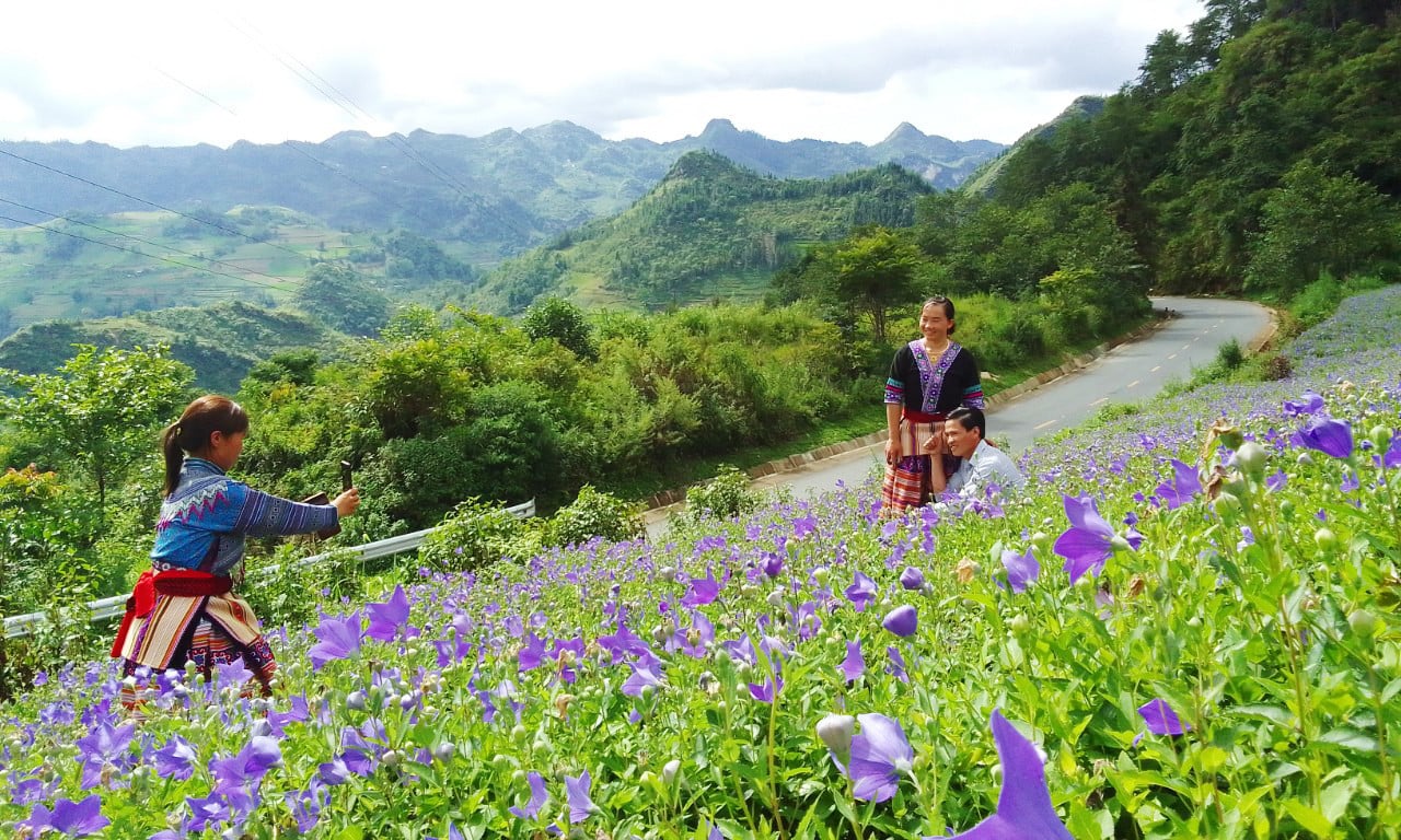 Cát cánh là cây gì mà hoa nở đẹp như phim, khổ là dân nơi này ở Lào Cai trồng không biết bán cho ai? - Ảnh 1.