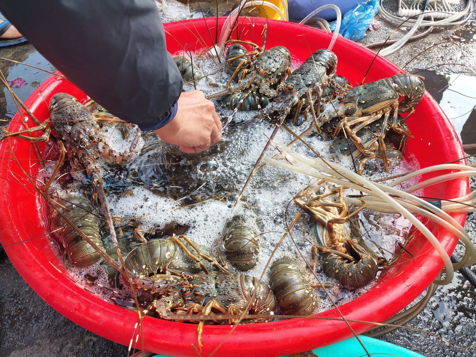 Tôm hùm &quot;đi máy bay&quot; tốn nhiều chi phí, Phú Yên mong muốn được xuất khẩu chính ngạch sang Trung Quốc - Ảnh 2.