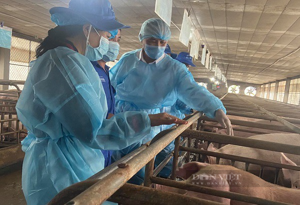 Vừa thua lỗ vừa lo chuyện di dời - Bài 2: Khó khăn bủa vây &quot;tứ bề&quot; khiến người chăn nuôi muốn bỏ nghề - Ảnh 1.