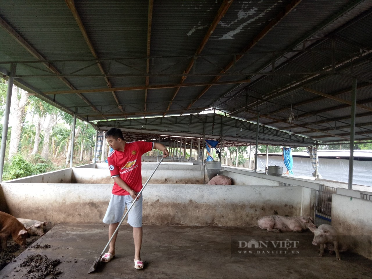Vừa thua lỗ vừa lo chuyện di dời - Bài 2: Khó khăn bủa vây &quot;tứ bề&quot; khiến người chăn nuôi muốn bỏ nghề - Ảnh 3.