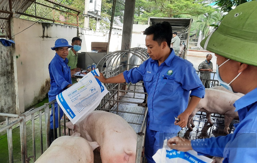 Vừa thua lỗ vừa lo chuyện di dời - Bài 2: Khó khăn bủa vây &quot;tứ bề&quot; khiến người chăn nuôi muốn bỏ nghề - Ảnh 4.
