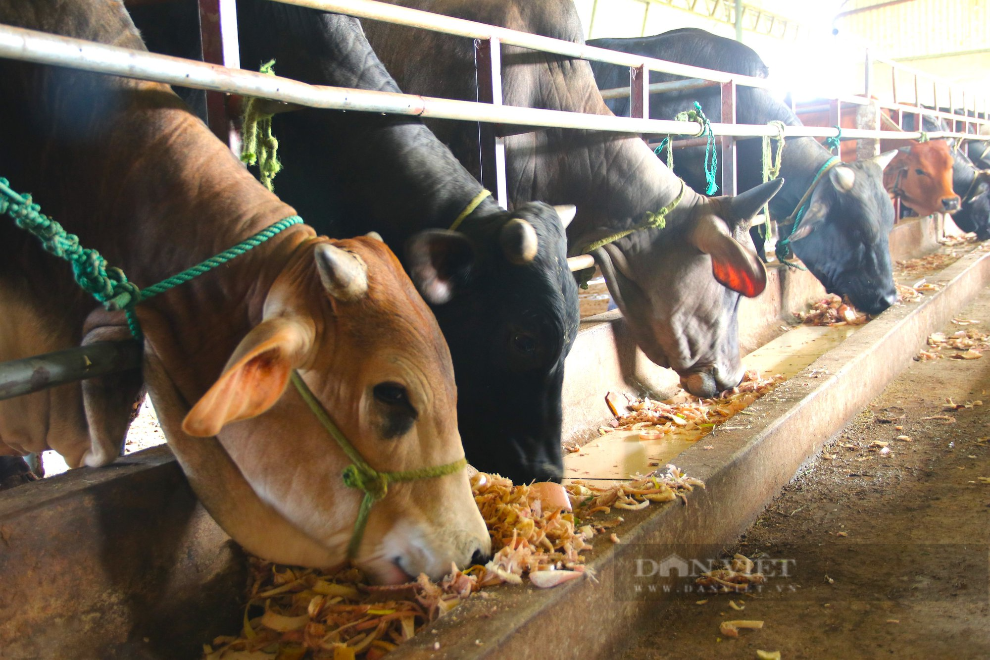 Hà Tĩnh: Biến đất nông nghiệp trũng, kém hiệu quả thành mô hình nuôi bò 3B &quot;khổng lồ&quot; công nghệ cao - Ảnh 6.