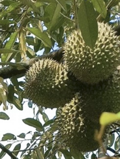 5 sản vật đất Khánh Hòa, có trầm hương nổi tiếng từ hàng trăm năm, một loại quả bán sang tận Dubai - Ảnh 14.
