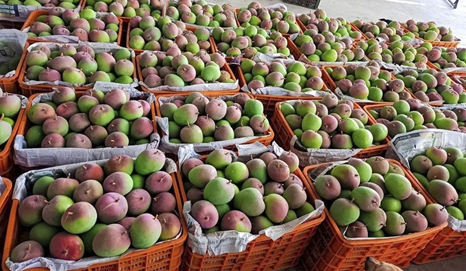 5 sản vật đất Khánh Hòa, có trầm hương nổi tiếng từ hàng trăm năm, một loại quả bán sang tận Dubai - Ảnh 22.